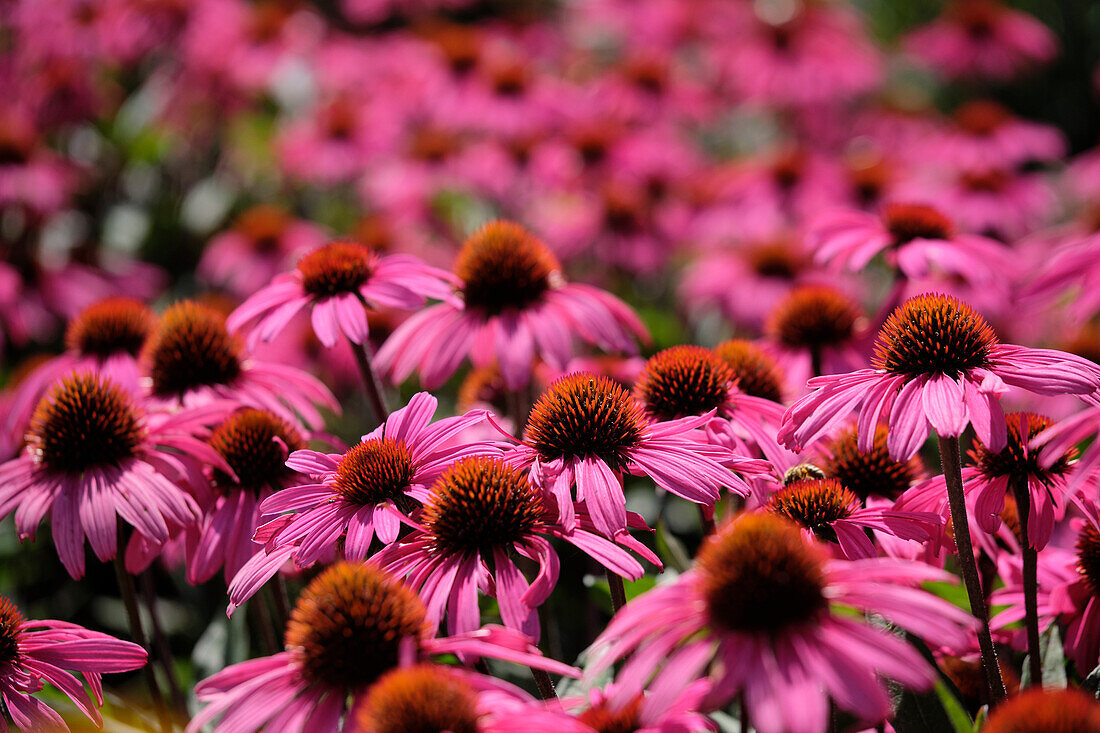 Echinacea Mooodz Awake