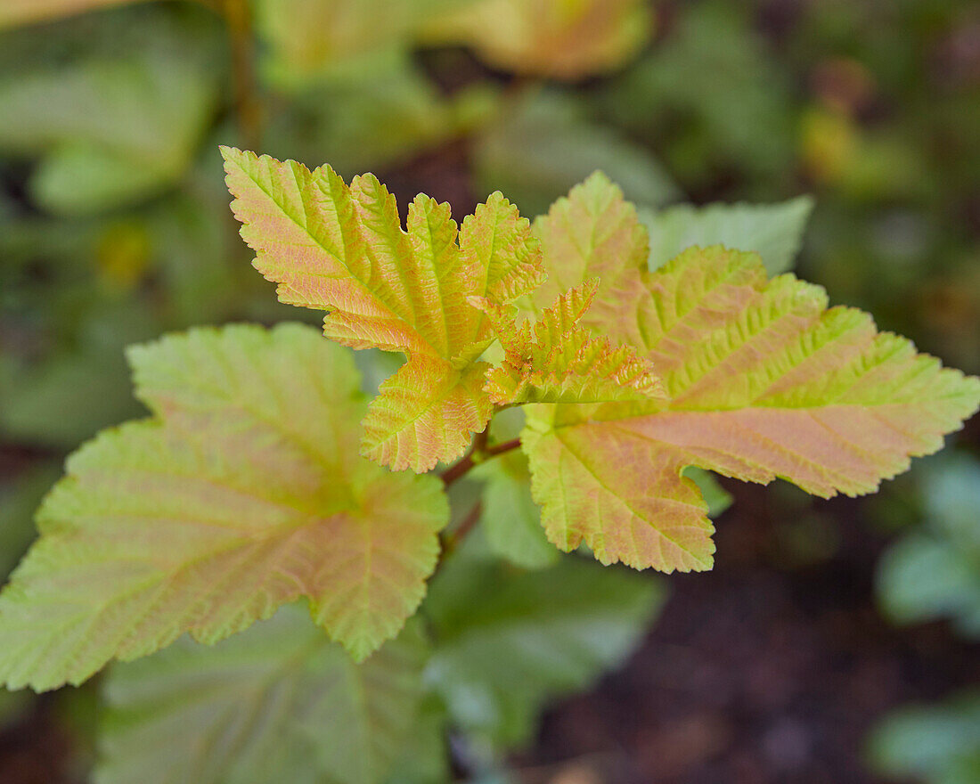 Physocarpus opulifolius Magic Ball