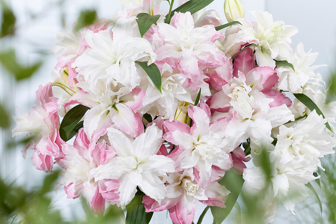 Lilium double oriental bouquet