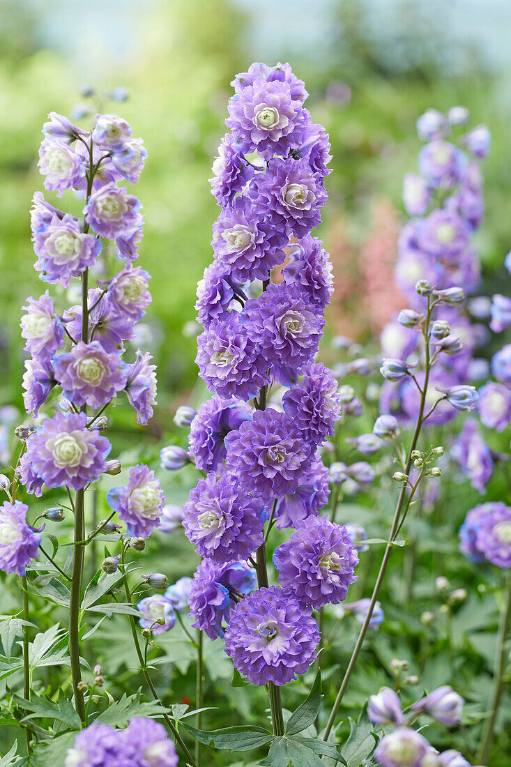 Delphinium Highlander Bolero