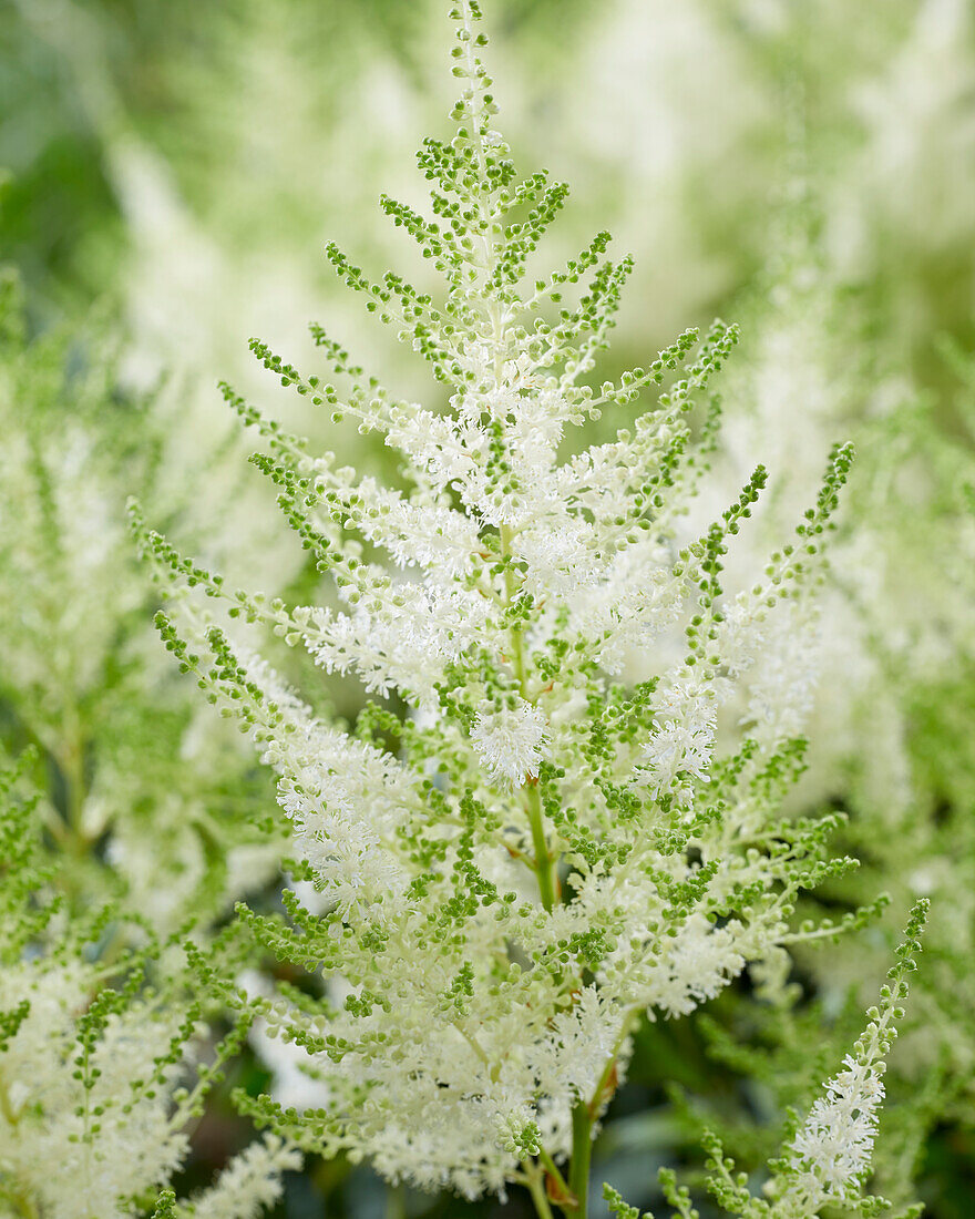 Astilbe Mojito