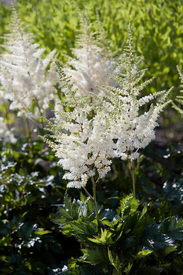 Astilbe