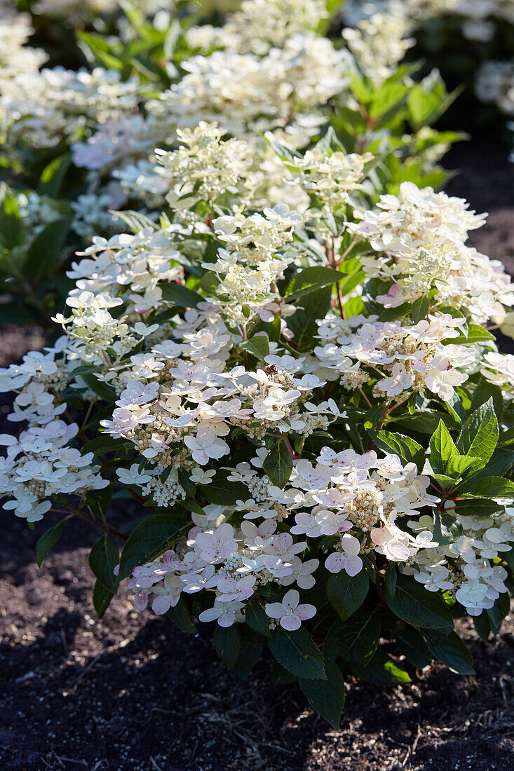 Hydrangea paniculata Polestar