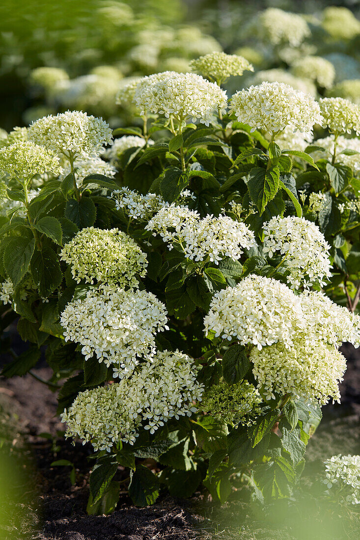 Hydrangea arborescens BellaRagazza Limetta