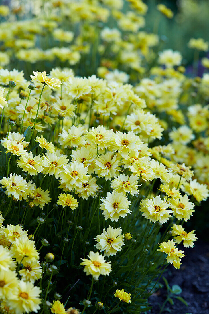 Leucanthemum