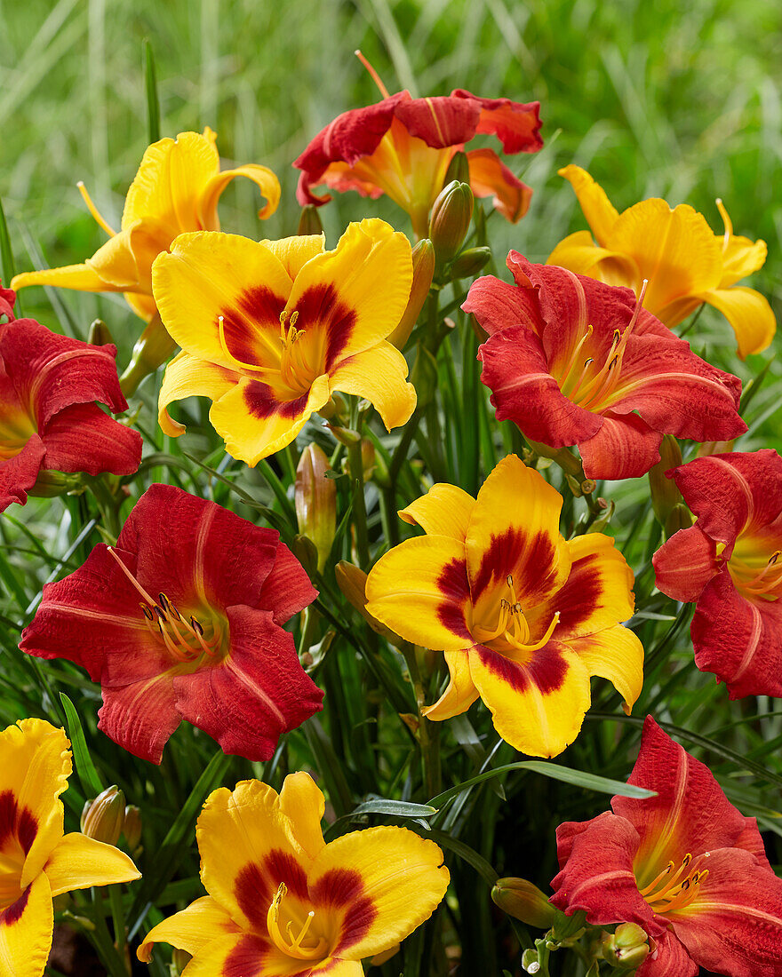 Hemerocallis Red Rum, Fooled Me