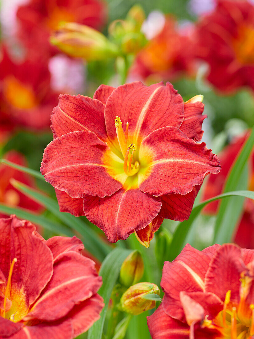 Taglilien (Hemerocallis) 'Booby Ruby'