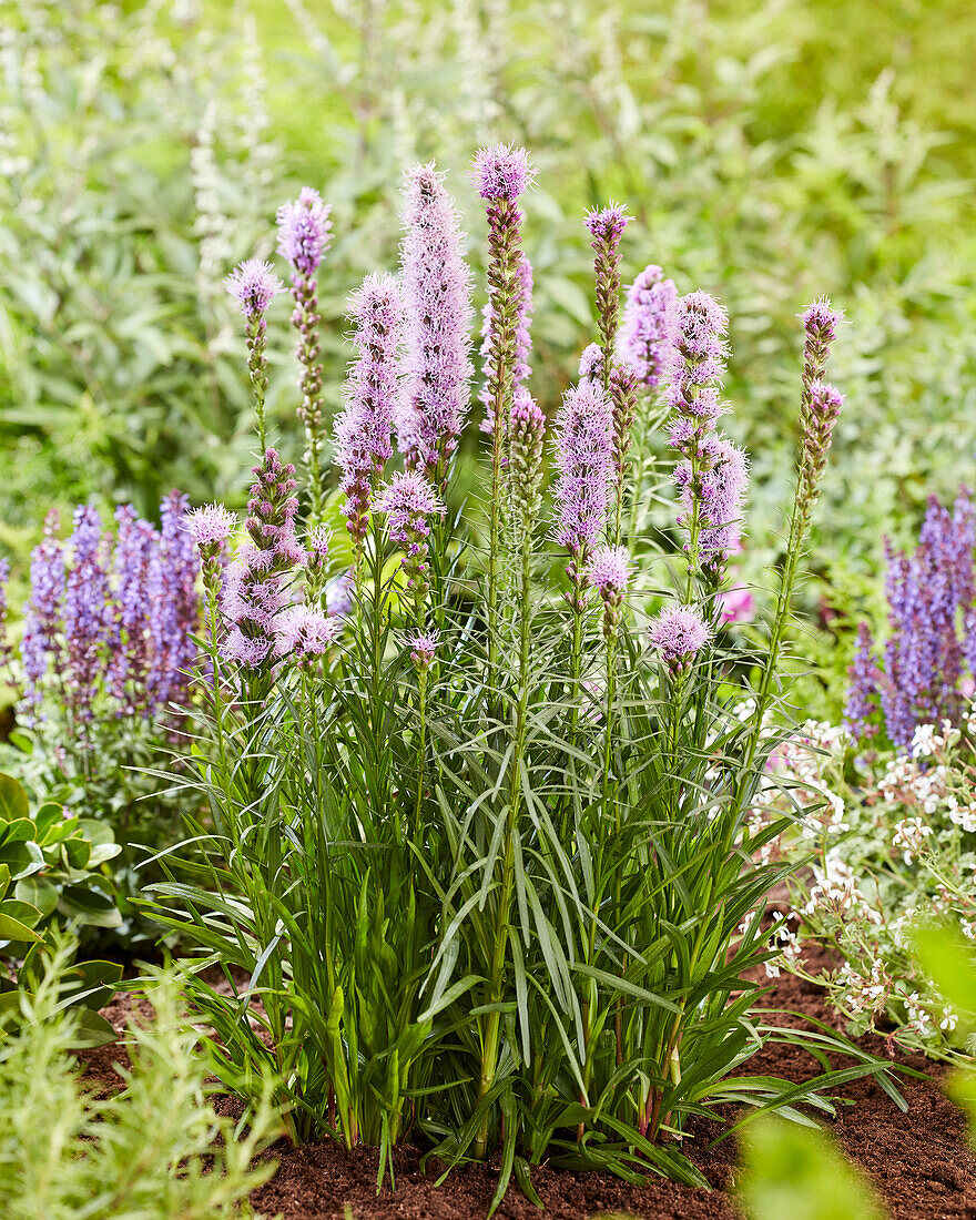 Liatris spicata