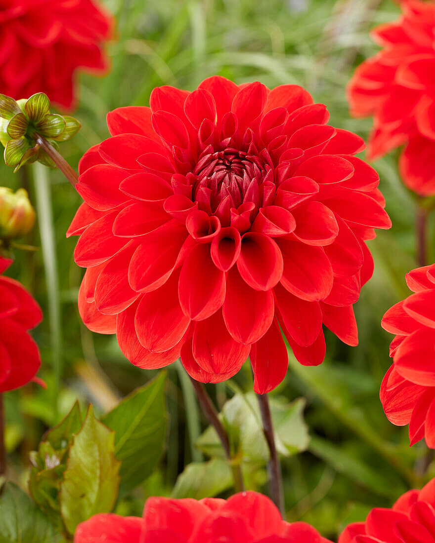 Dahlia Red Carpet