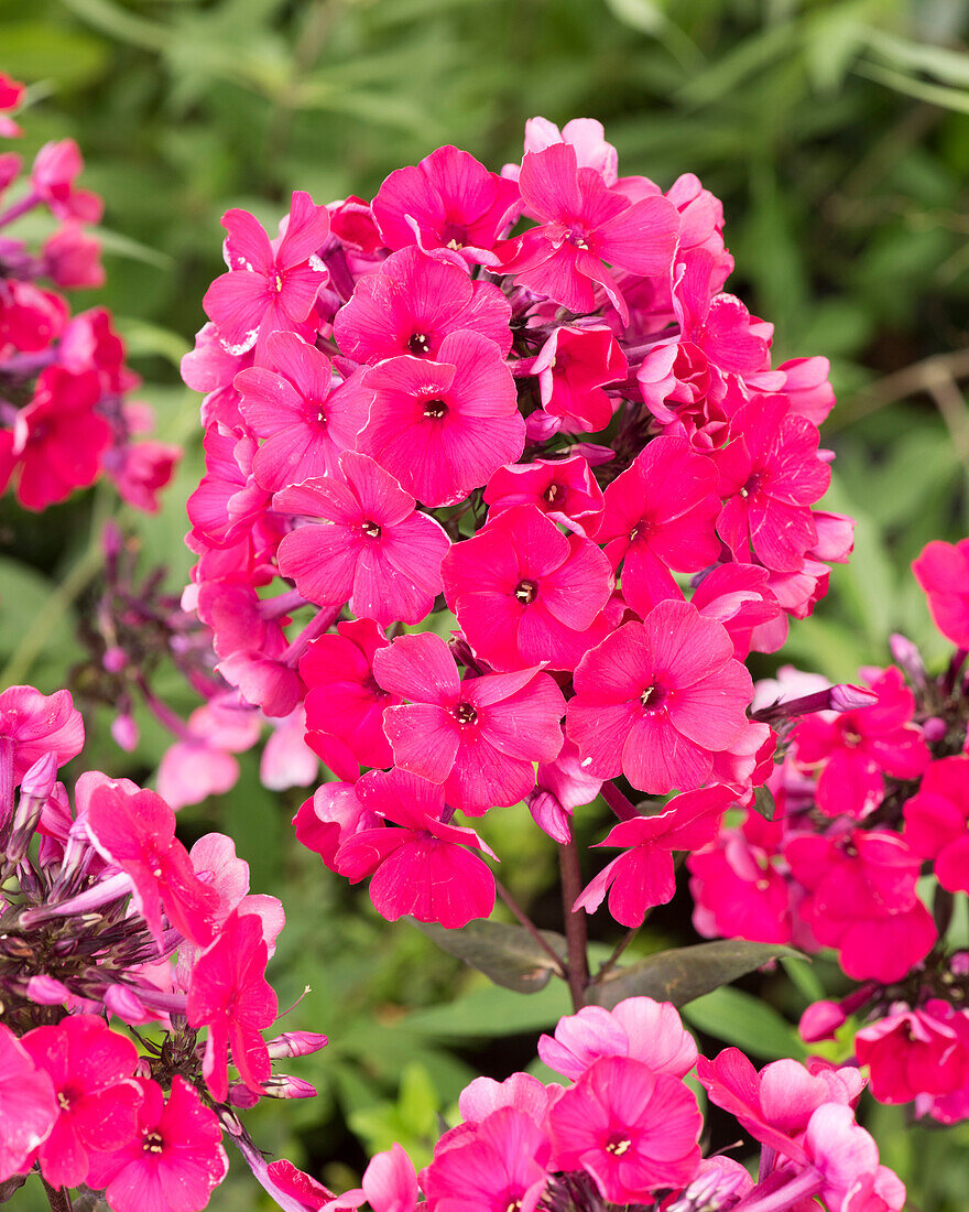 Hohe Flammenblume (Phlox paniculata) 'Nadia'