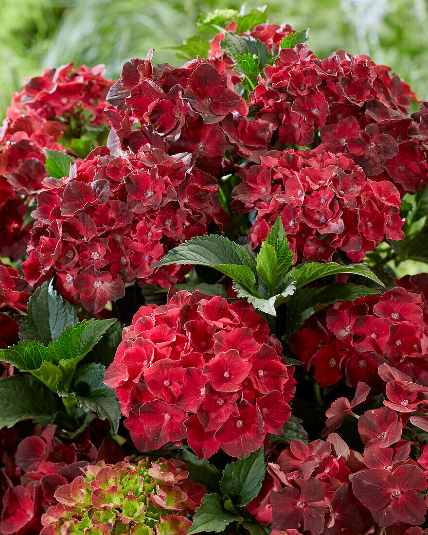 Hydrangea R.C. Scarlett