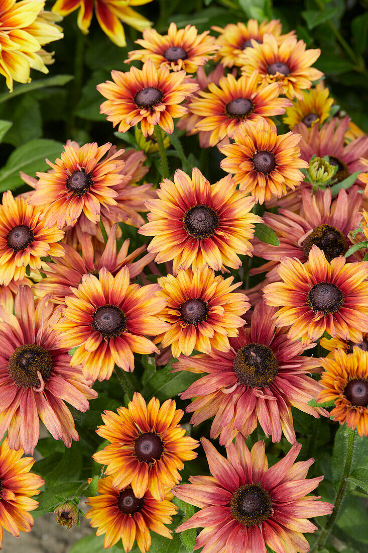 Rudbeckia Enchanted Embers