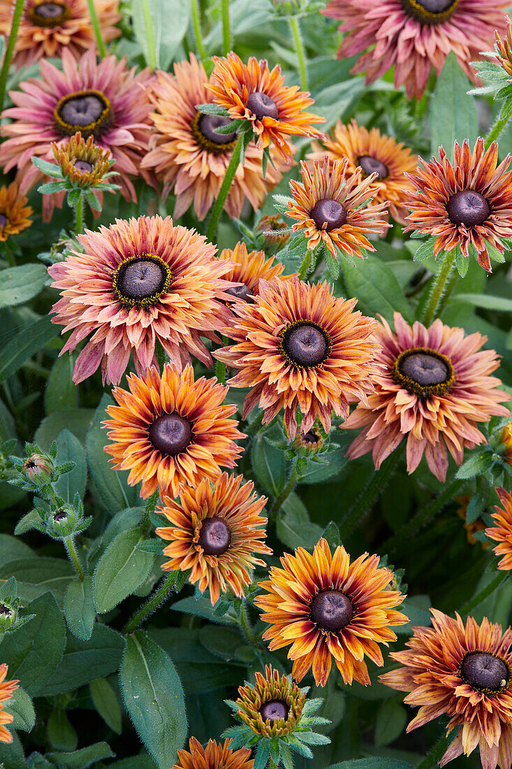 Rudbeckia Enchanted Flame