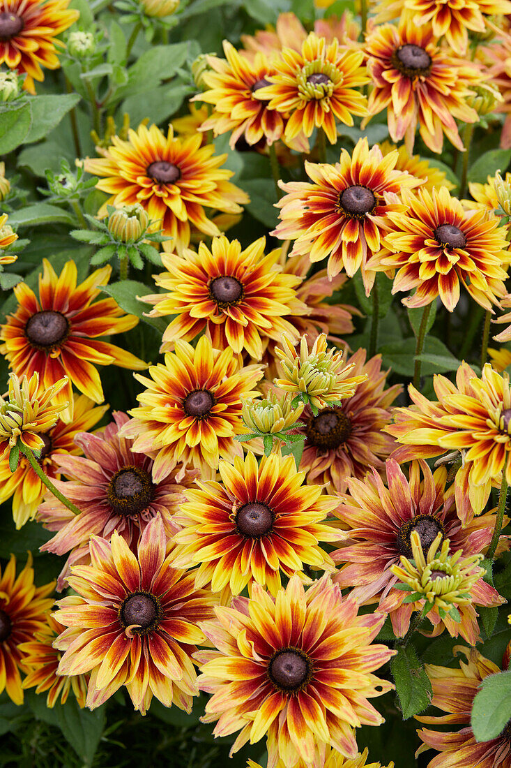 Rudbeckia Enchanted Starfire