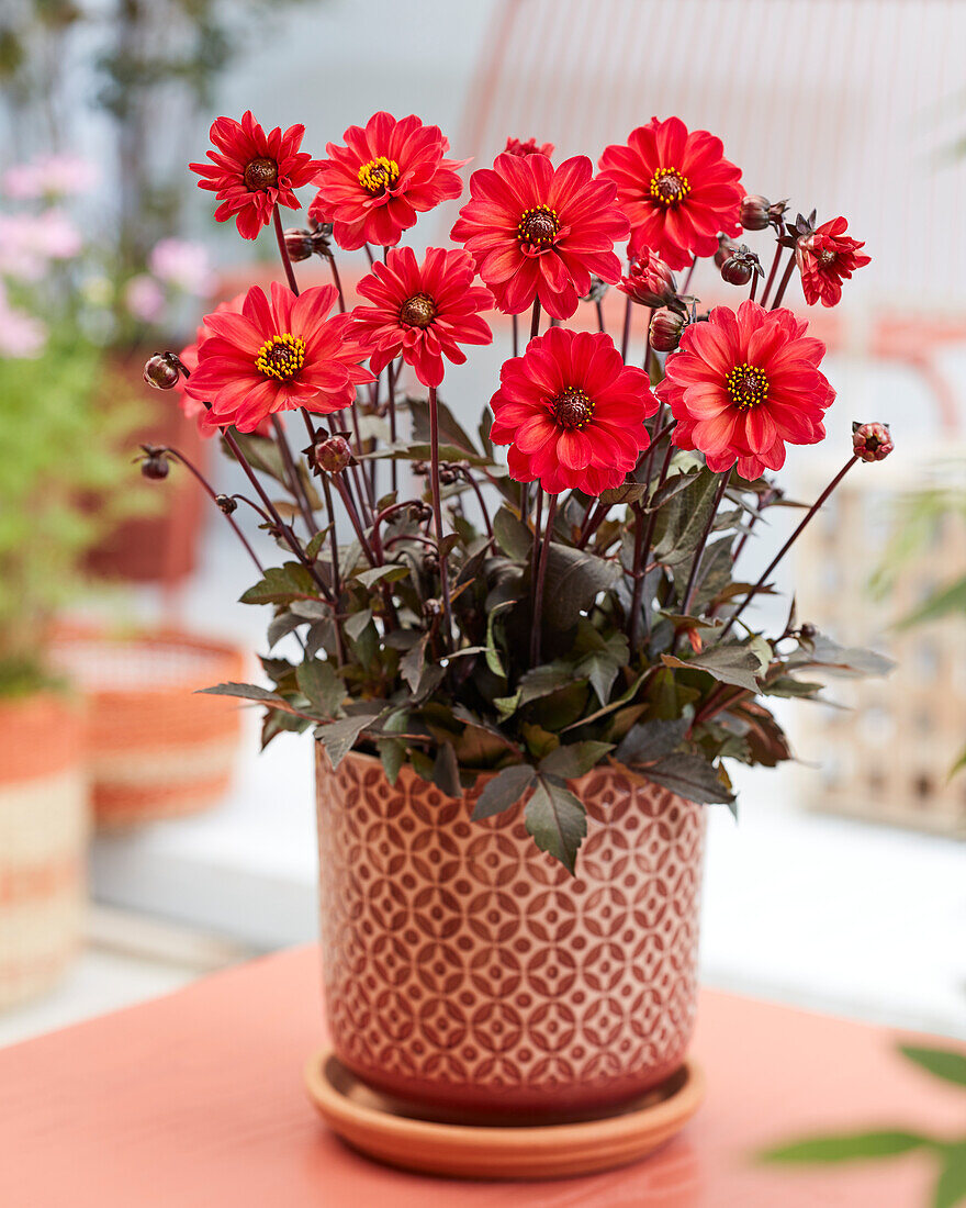 Dahlia Dahlightful Scarlet