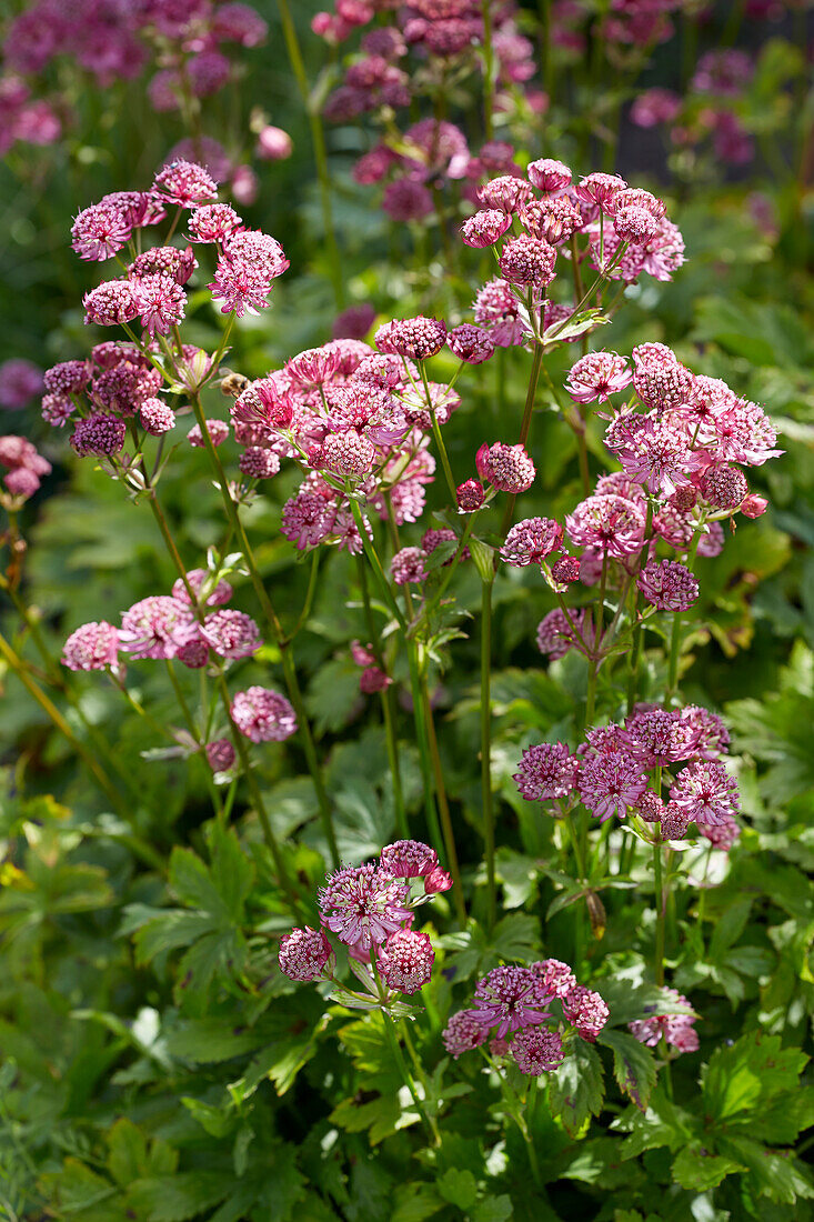 Astrantia major Claret