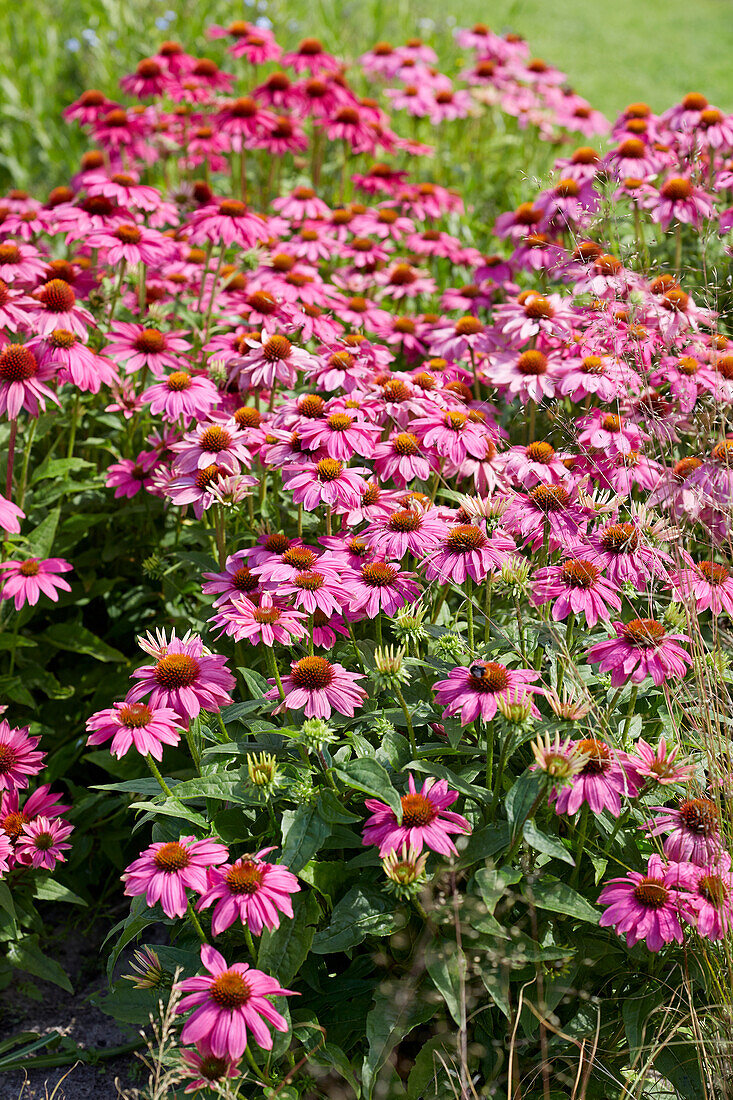 Echinacea purpurea Fatal Attraction