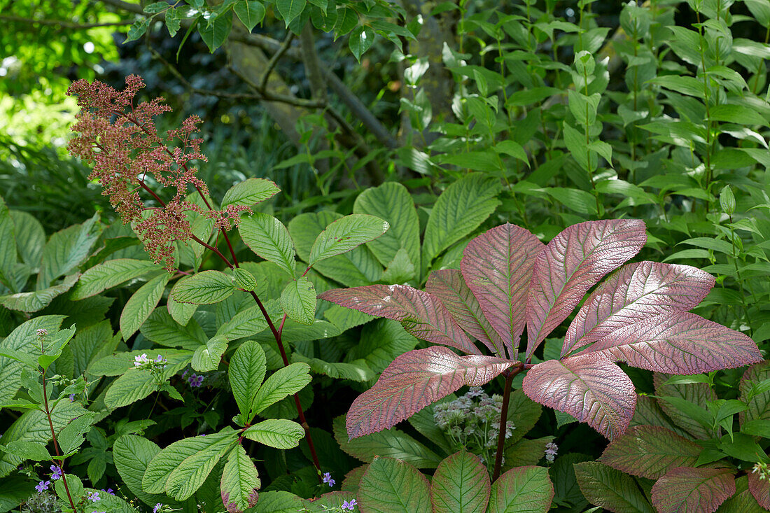 Rodgersia henrici