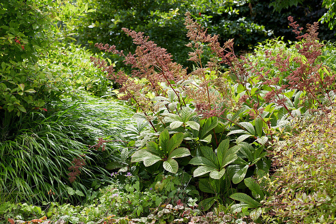 Rodgersia henrici