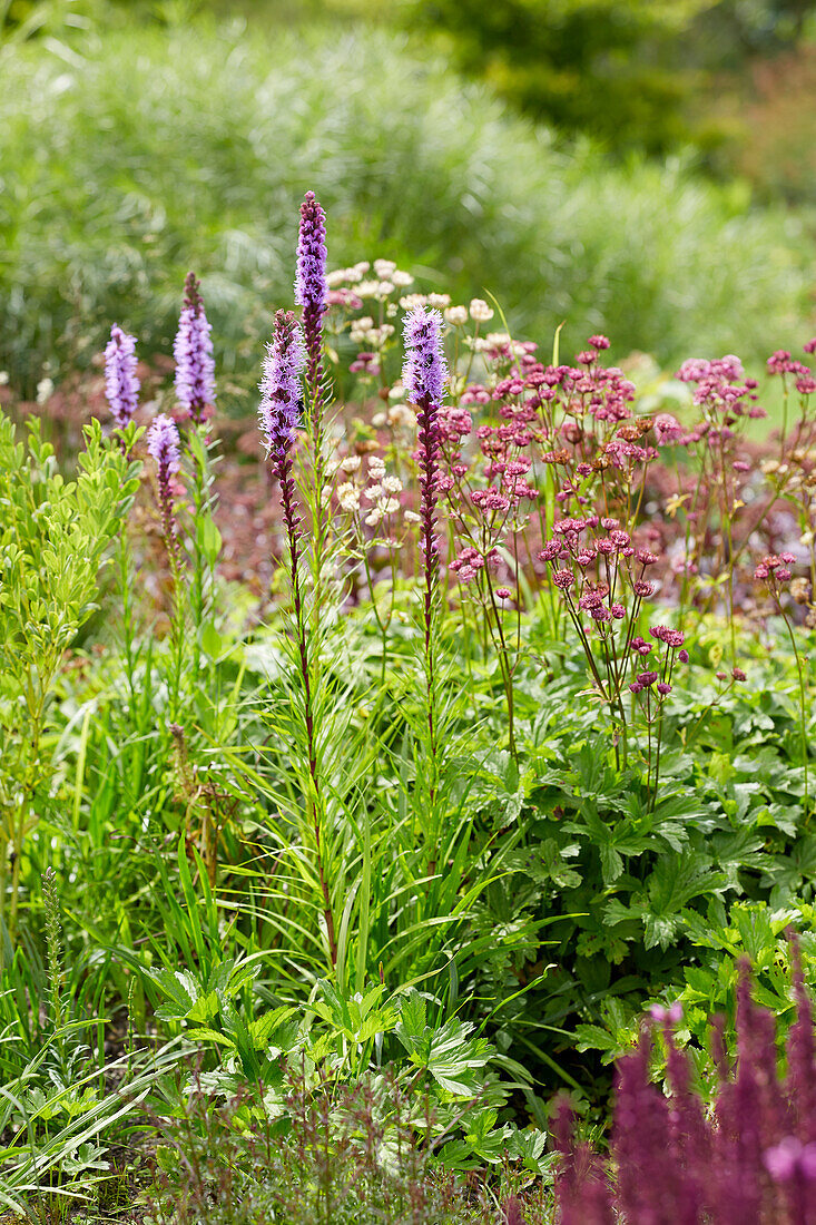 Liatris spicata