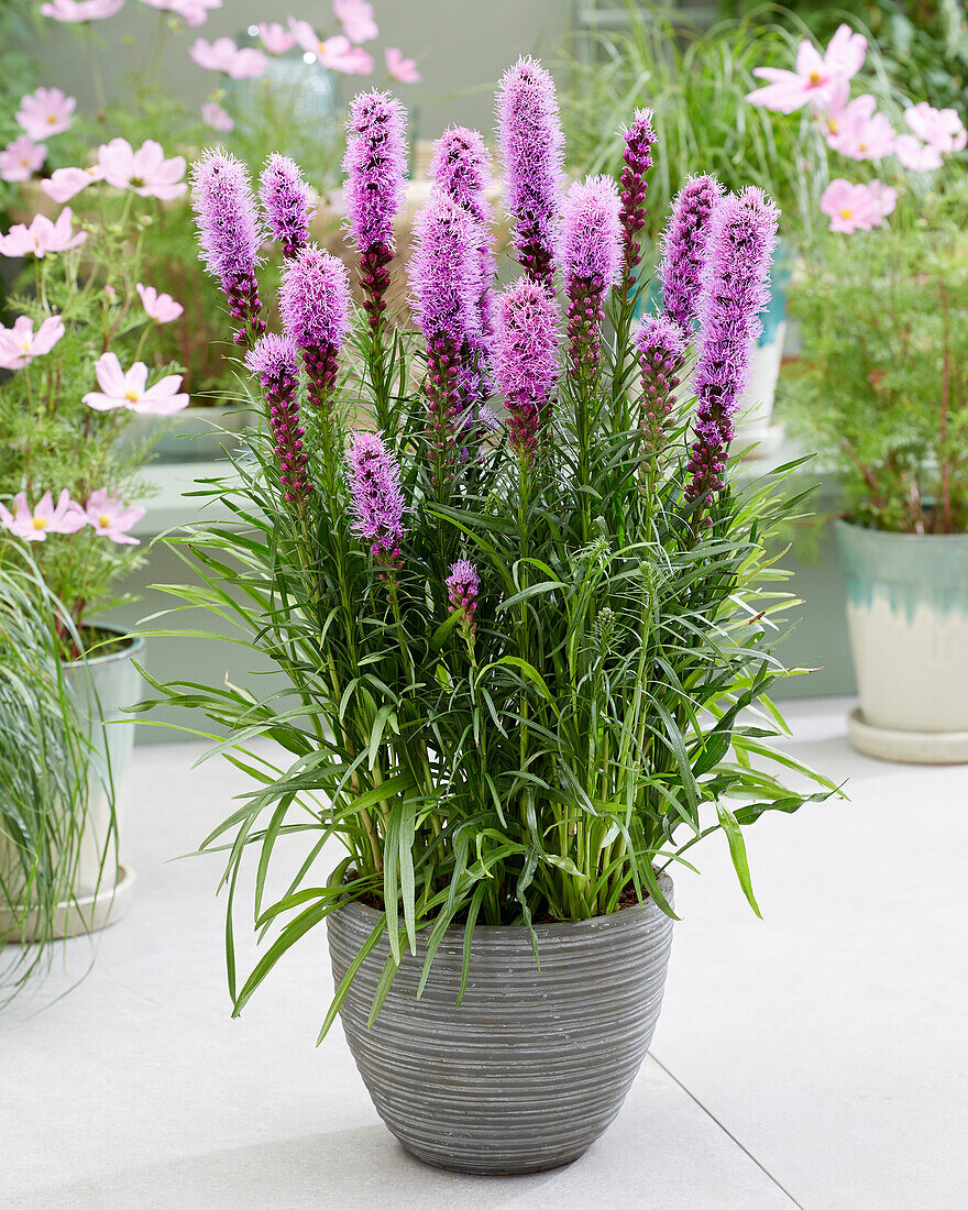 Liatris spicata Kobold