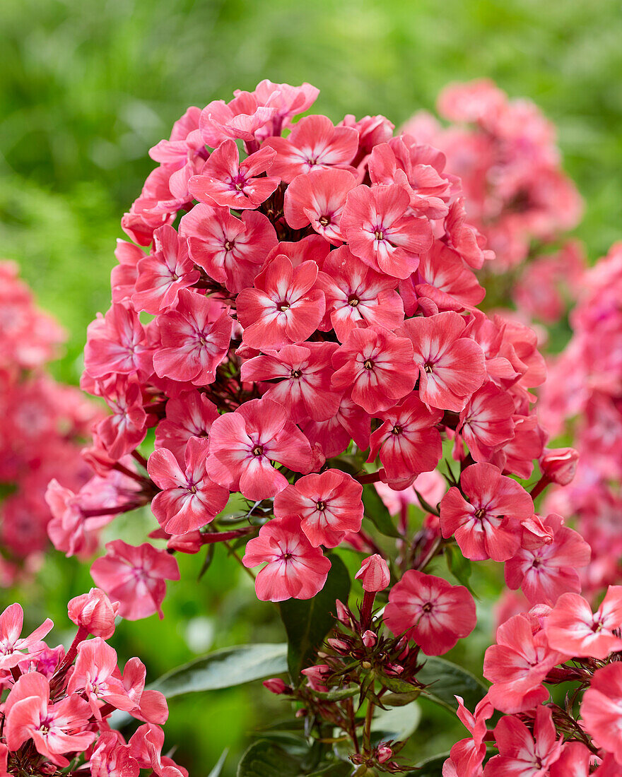 Phlox 1