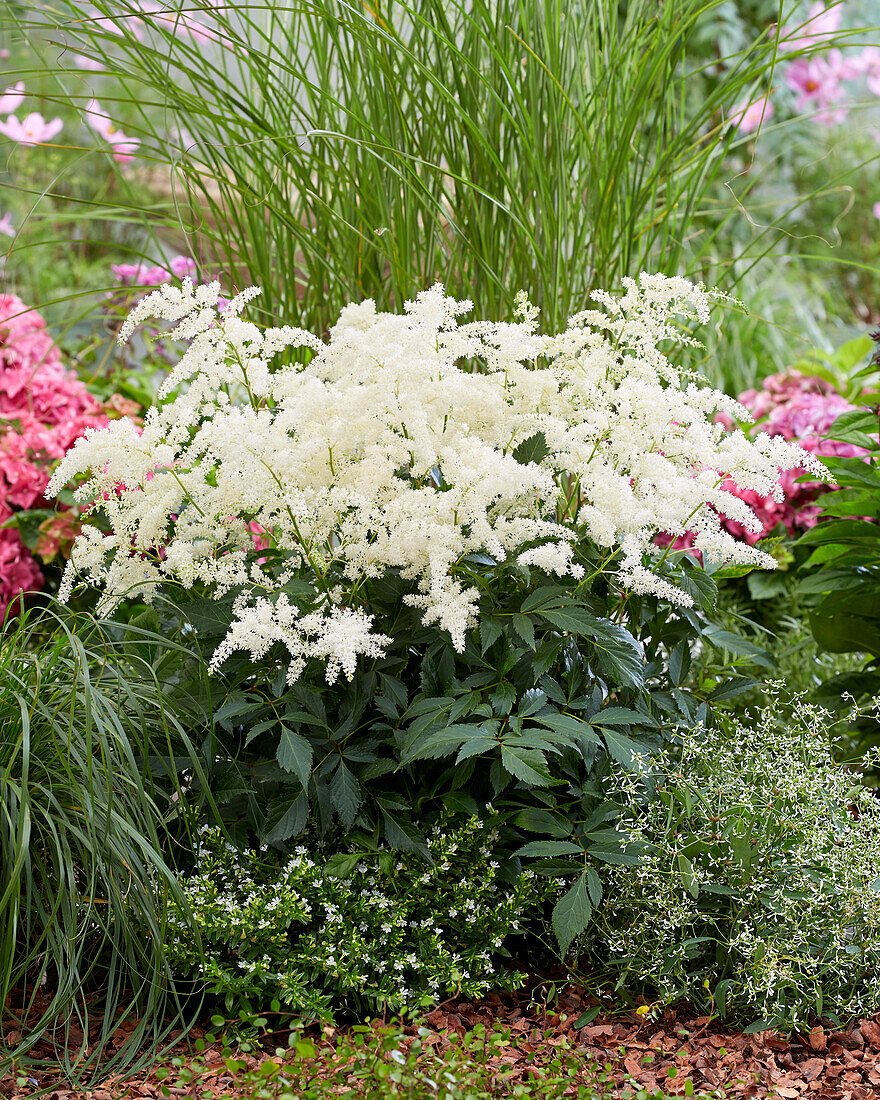 Astilbe Fireworks White