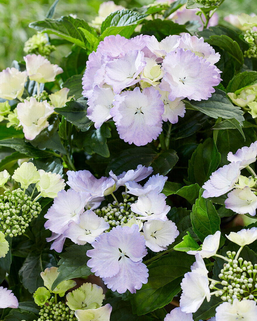 Hydrangea R.C. Angel Wings Blue