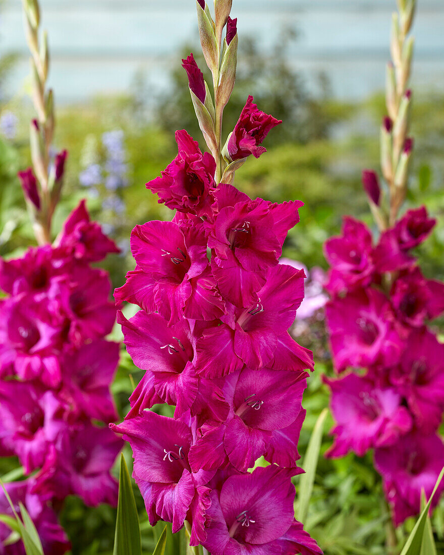 Gladiolus Palermo