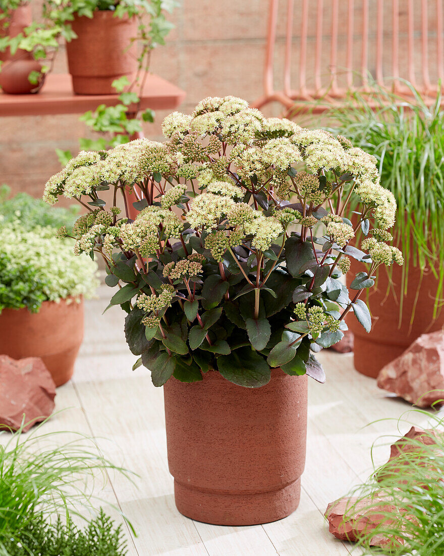 Sedum Banana Split