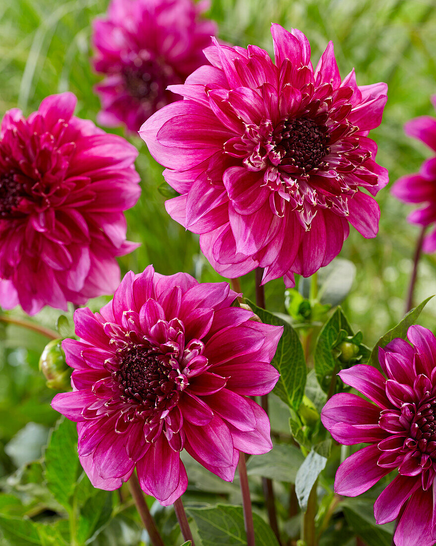 Dahlie (Dahlia) 'Richards Fortune'