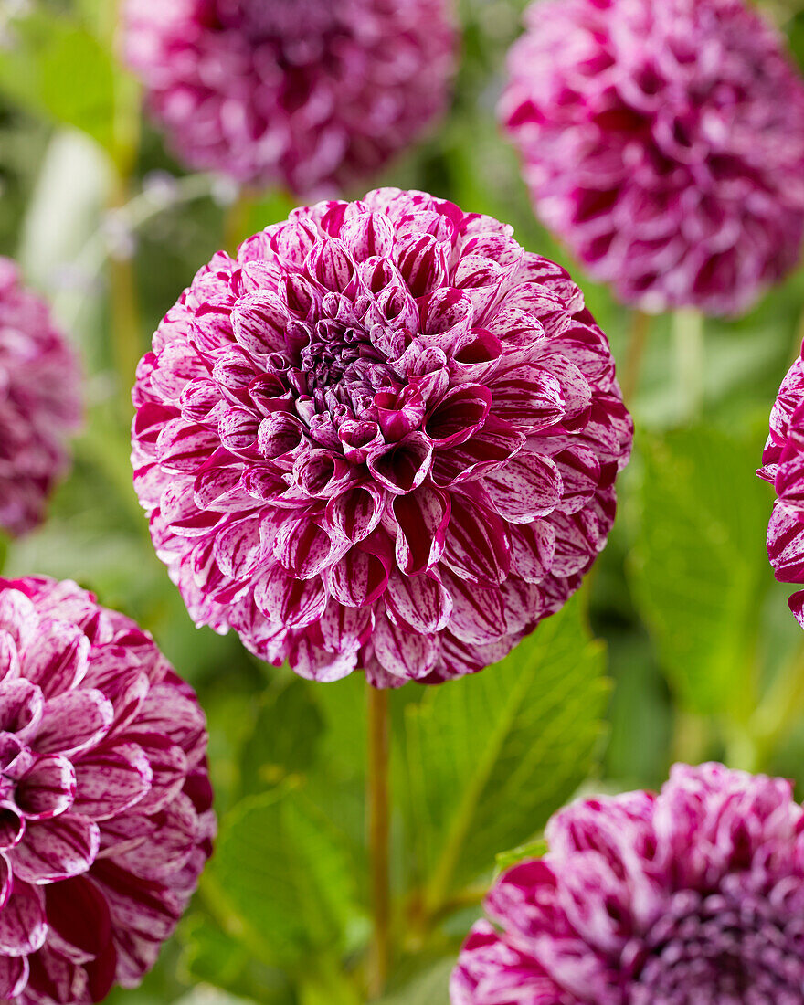 Dahlia Marble Ball ?