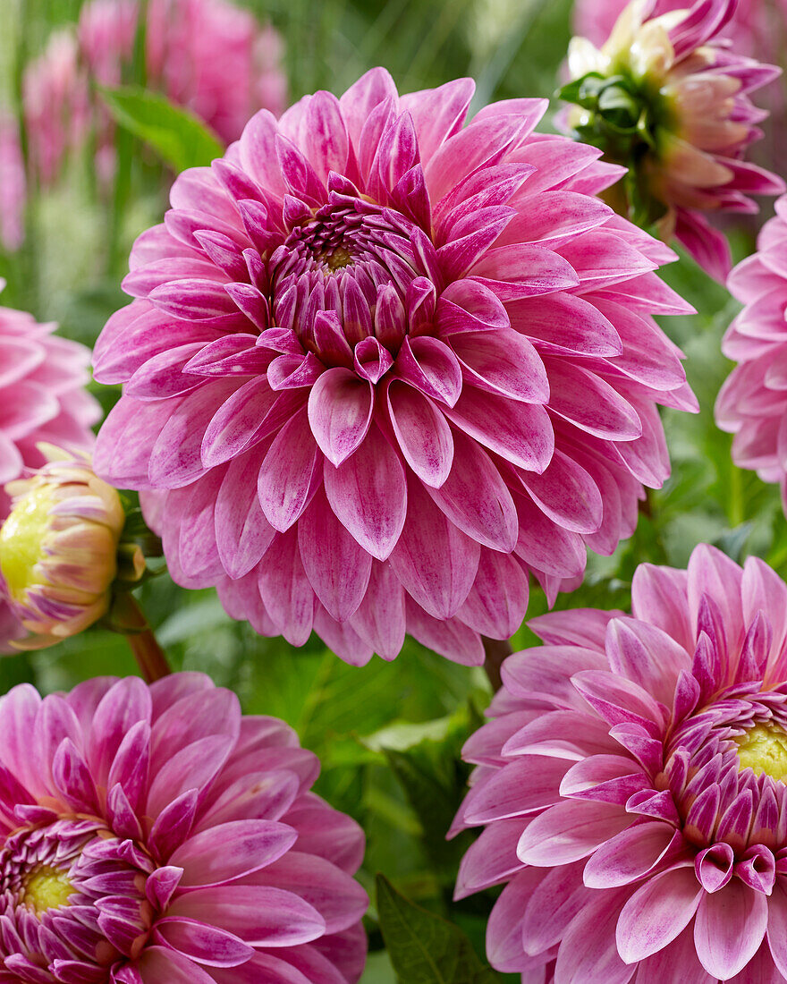 Dahlia Jowey Louise