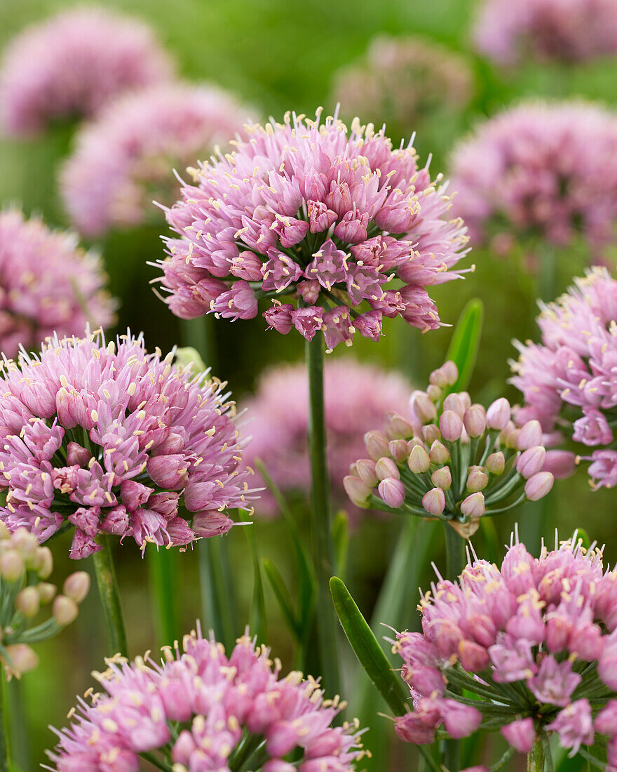 Allium Lisa Blue