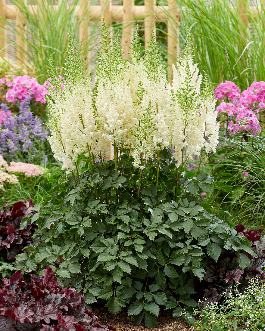 Astilbe Lowlands White