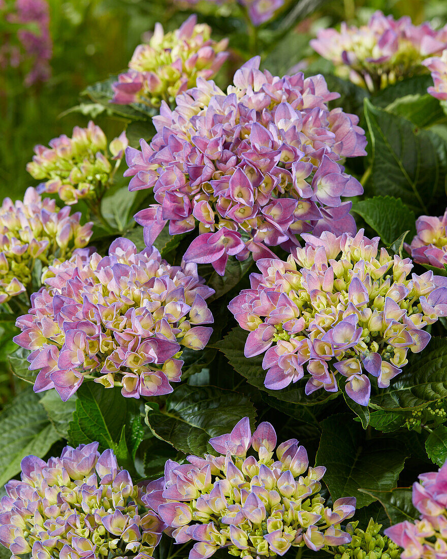 Hydrangea macrophylla Armor