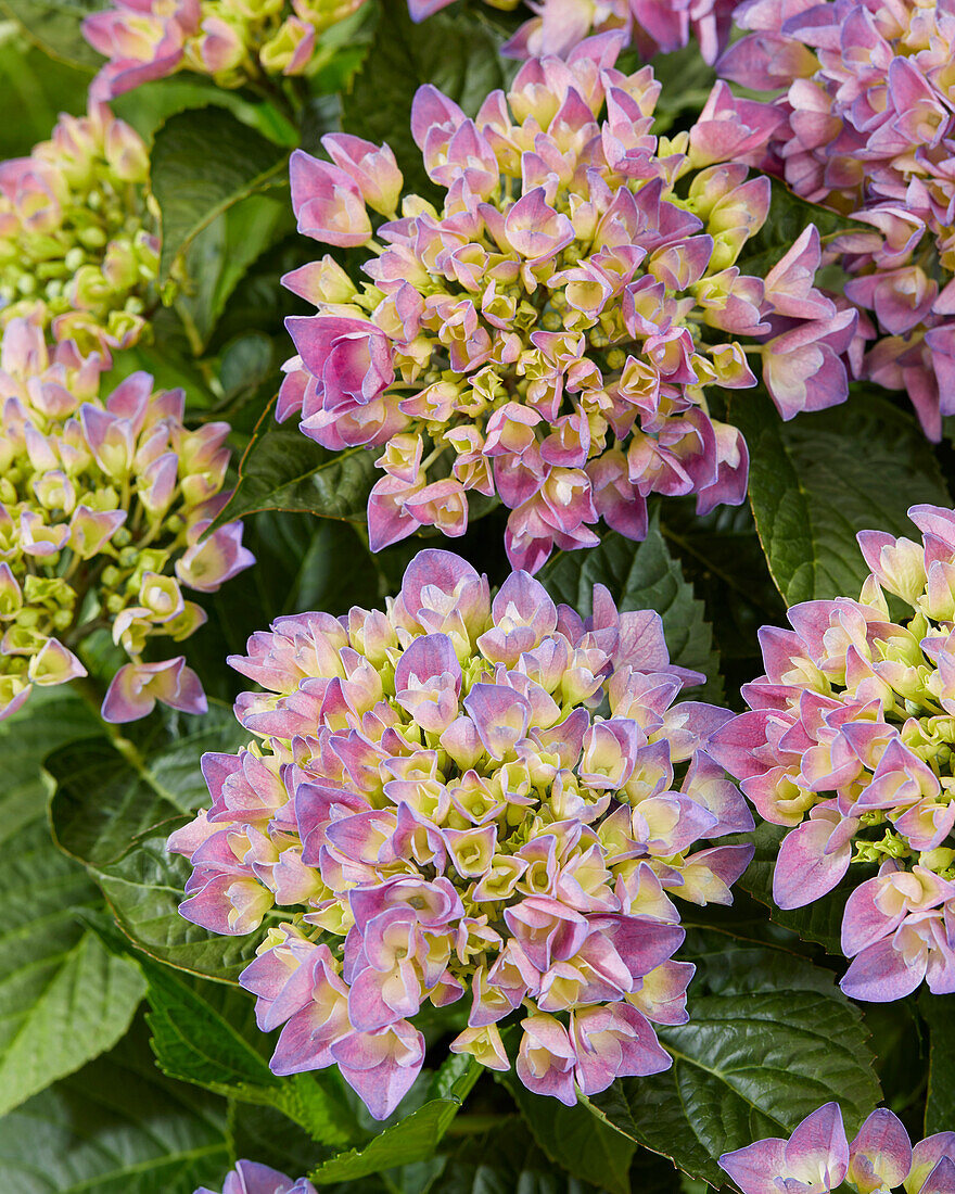 Bauern-Hortensie (Hydrangea macrophylla) 'Armor'