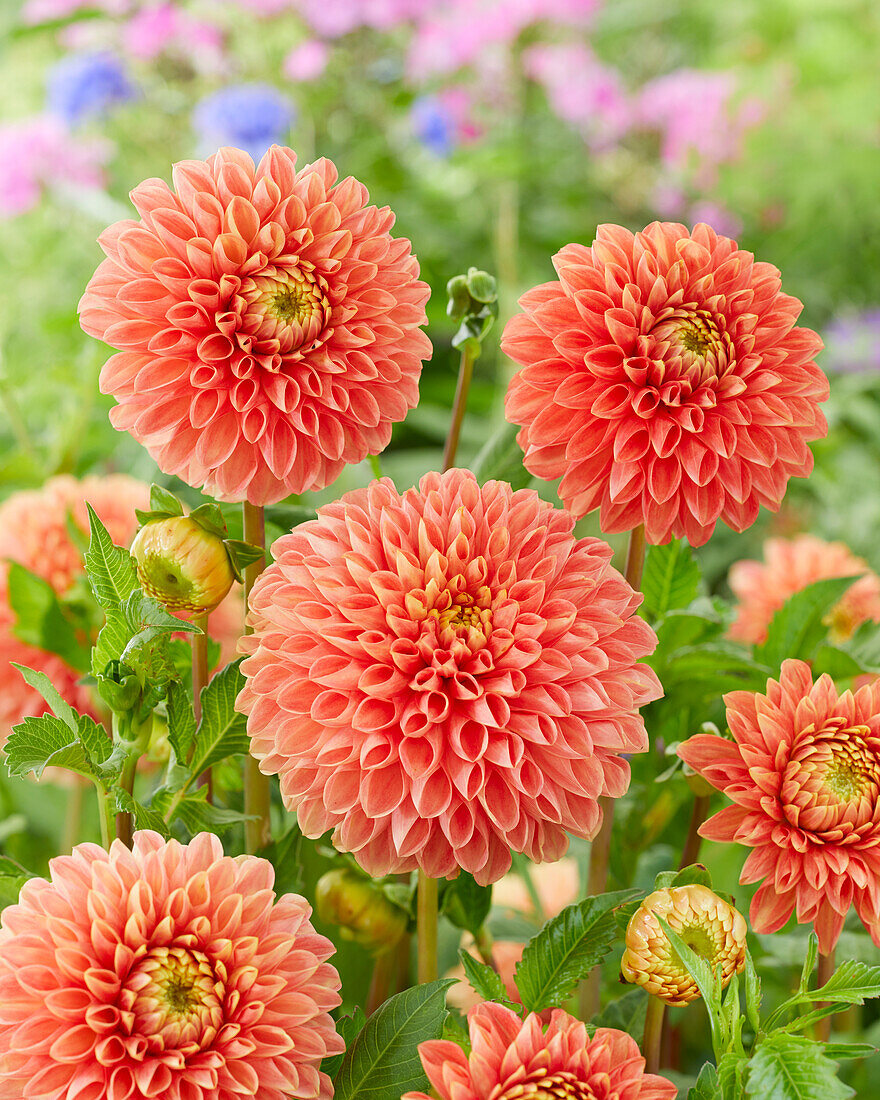 Dahlia Jowey Linda