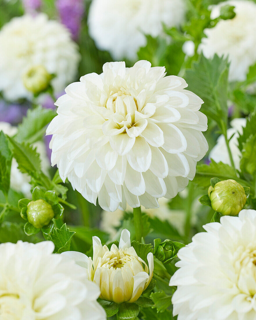 Dahlia White Trophy