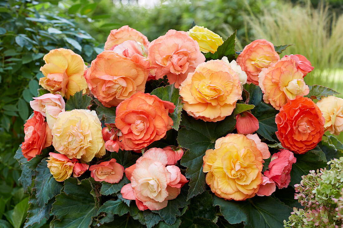 Begonia Bolero