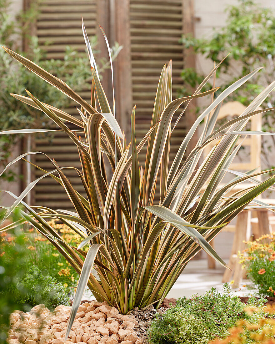 Phormium tenax Brown Sugar