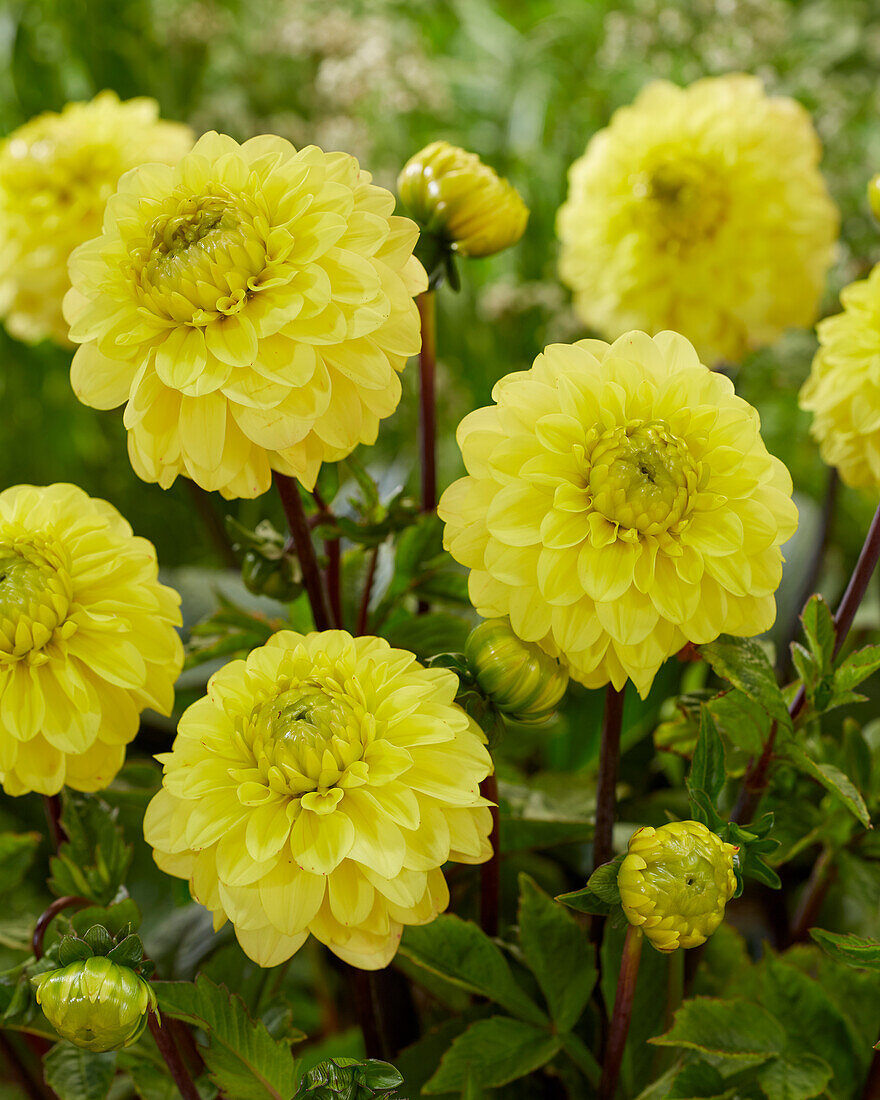 Dahlia Yellow Don