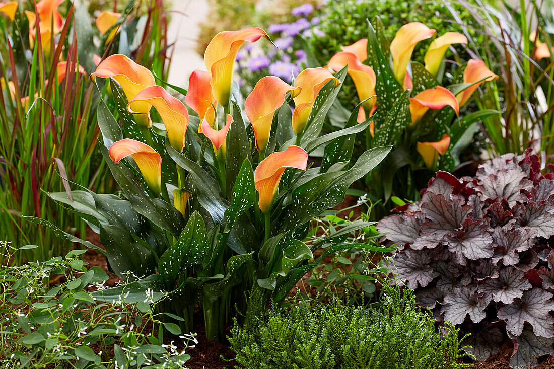 Calla (Zantedeschia) 'Morning Sun'