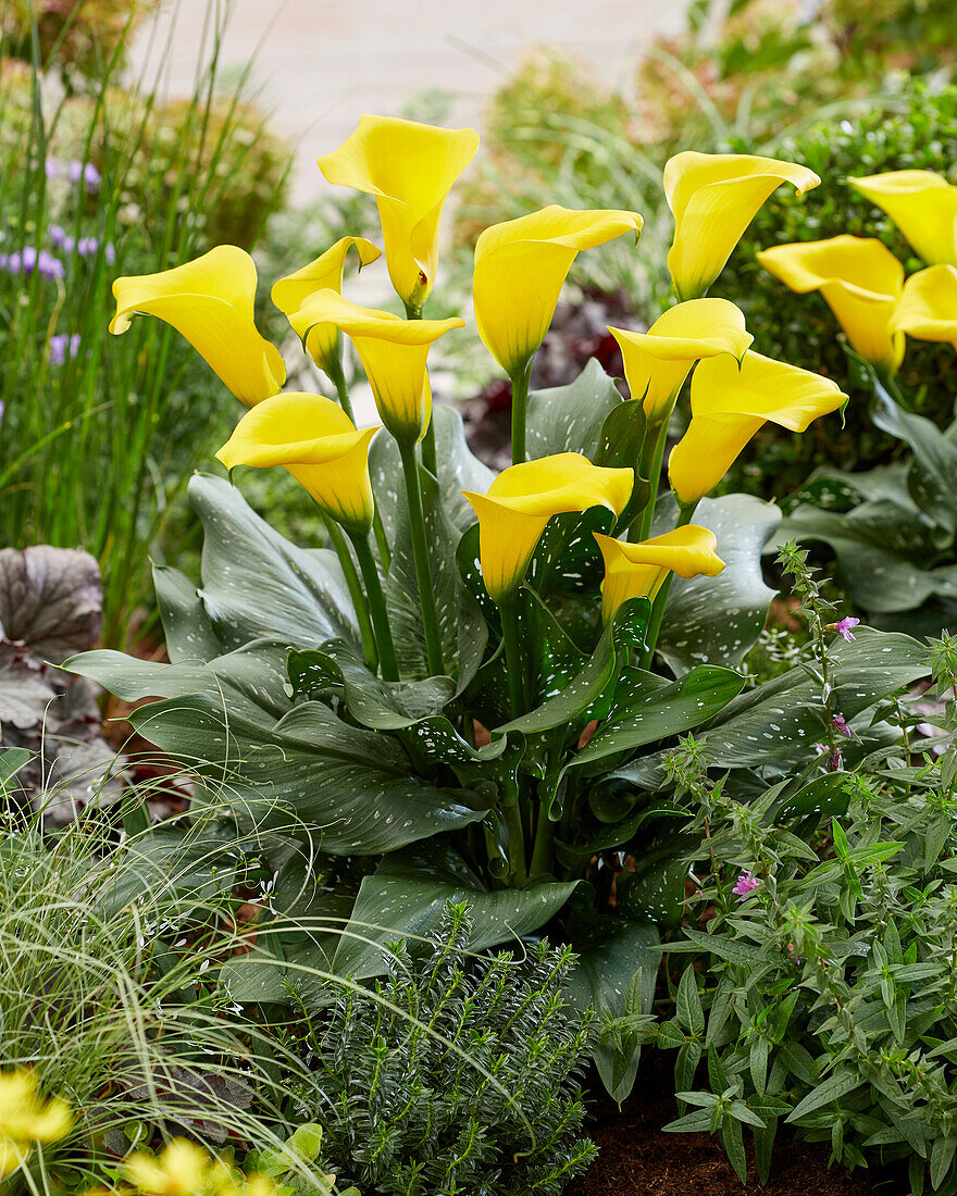 Zantedeschia Long Beach