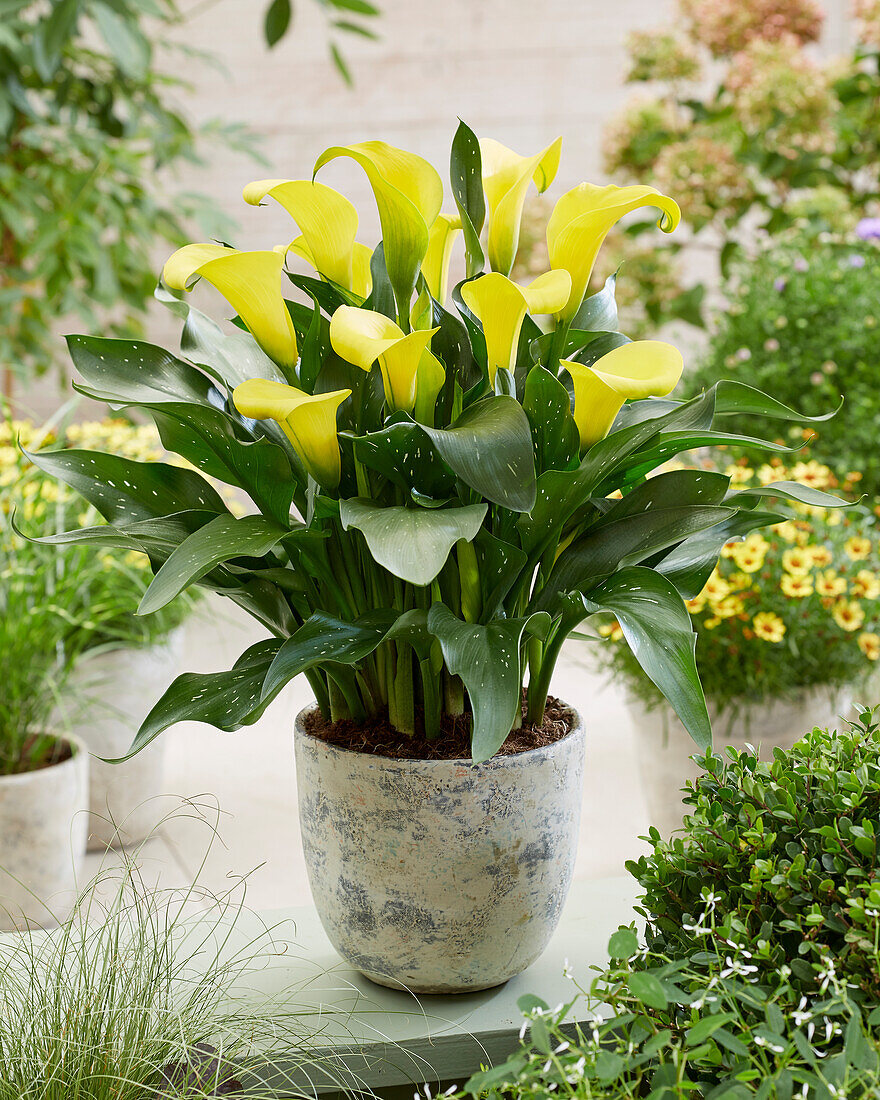 Calla (Zantedeschia) 'Sunya'