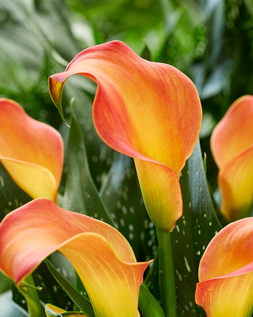 Zantedeschia Morning Sun