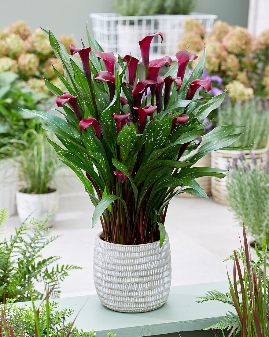 Zantedeschia Macau