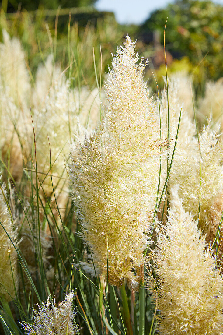 Cortaderia selloana Tiny Pampa