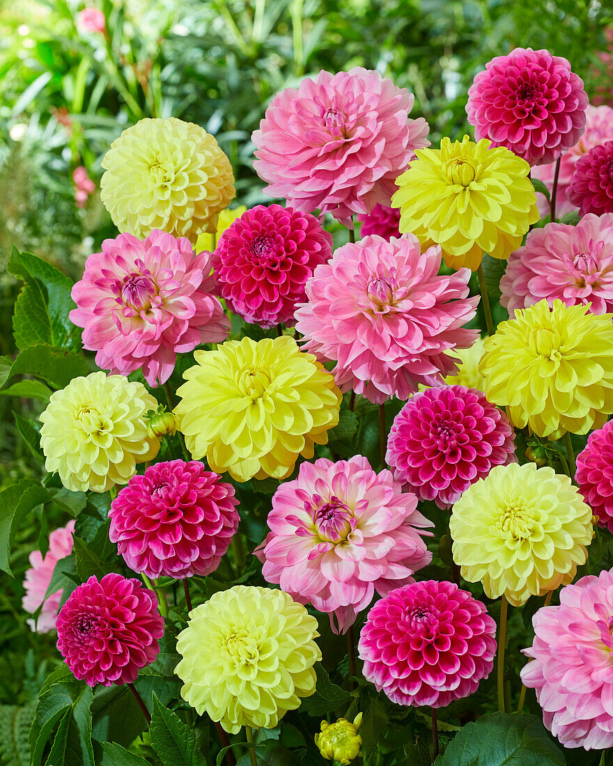 Dahlia mixed