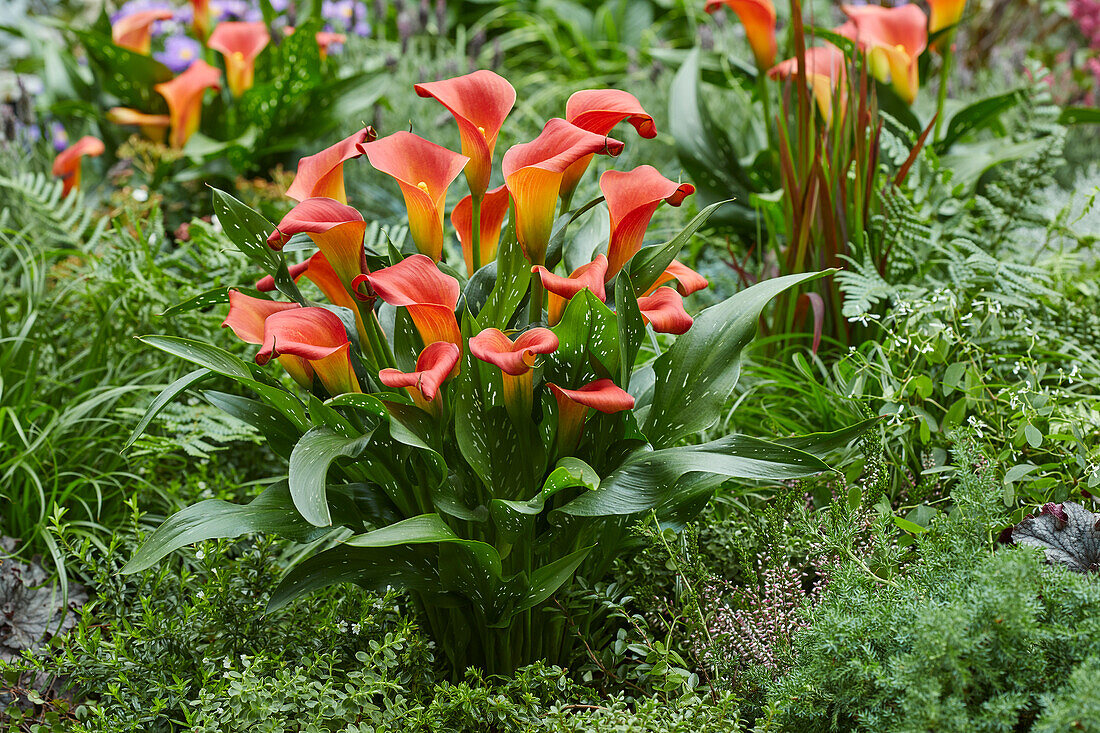 Zantedeschia Bloody Mary